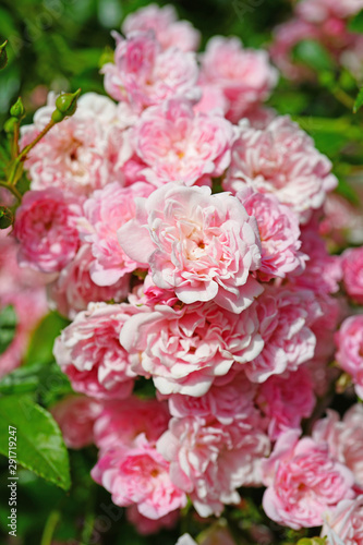 Clusters of small pink rose flowers on a shrub in the garden