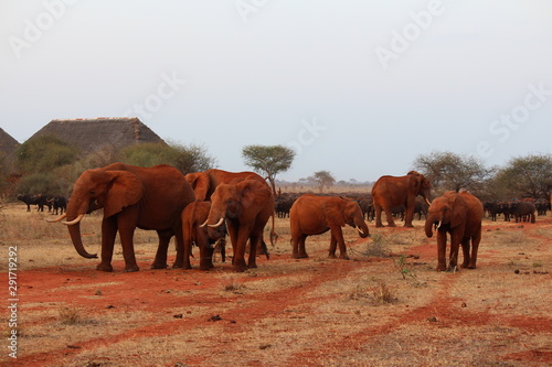 africa safari