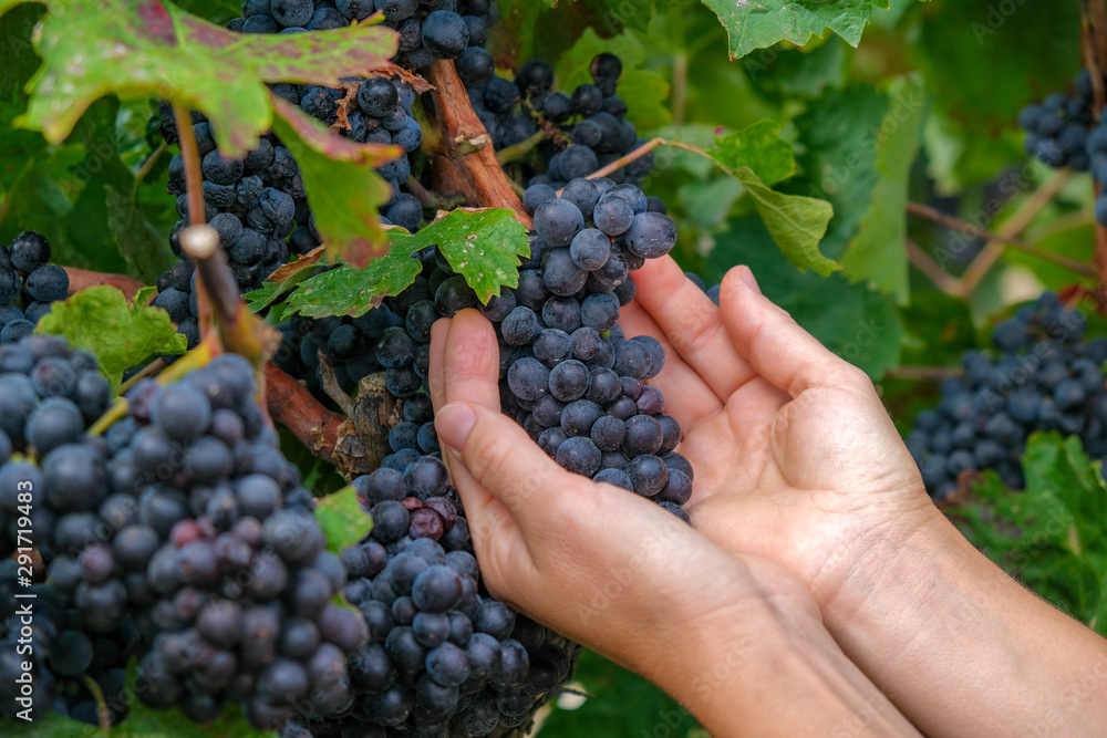 Close up of hands of a young woman with freshly delicious ripe dark blue grapes on green leaves background. People holding grapes concept. Plantation of grape-bearing vines. Autumn harvest in Spain.