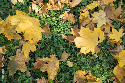 Fallen leaves of maple covering Glechoma hederacea in mid October
