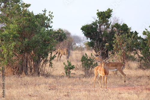 africa safari