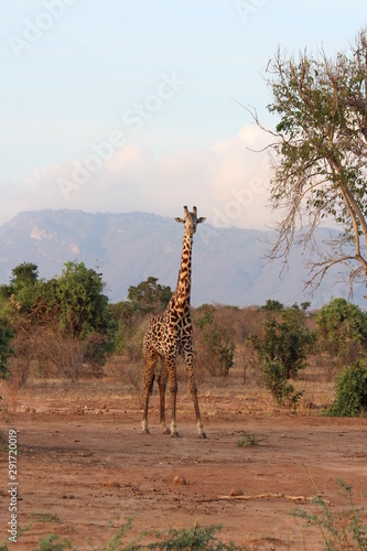 africa safari