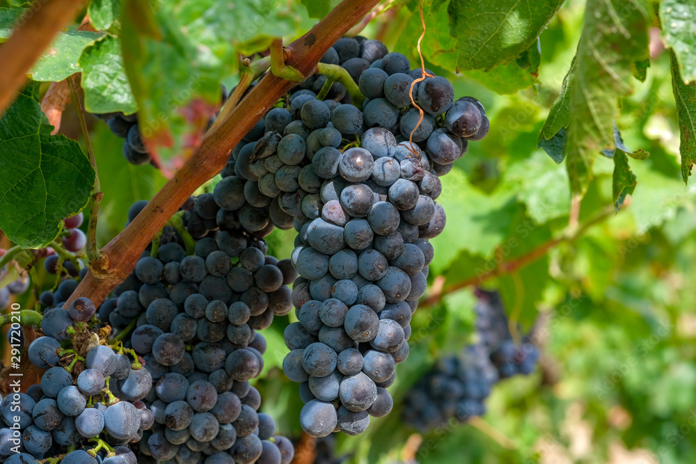 Grapevine with berries and grape leaves on sun rays. A beautiful bouquet of ripe blue wine grapes on a vine on green leaves background. Plantation of vines, for winemaking. Autumn harvest in Spain.