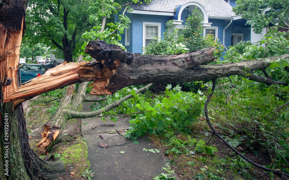 Fototapeta premium Fallen tree hurricane tornado storm devastation.