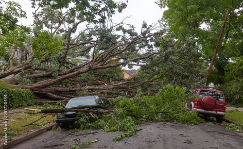 Canvas Print Fallen tree hurricane tornado storm devastation.