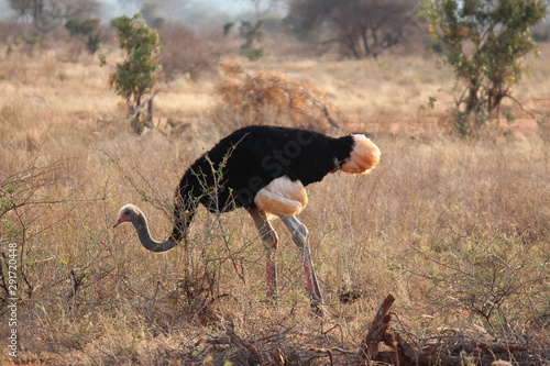 africa safari