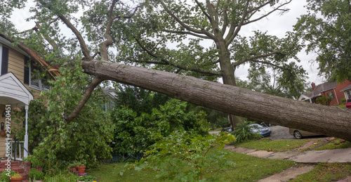 Fényképezés Fallen tree hurricane tornado storm devastation.