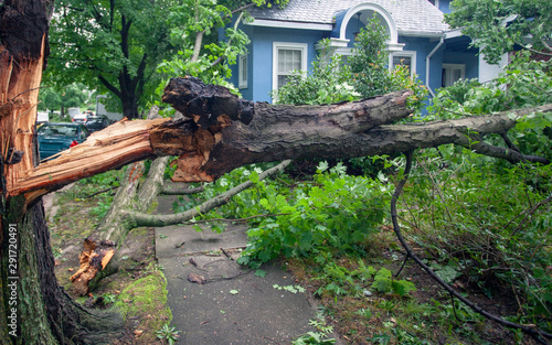 Fallen tree hurricane tornado storm devastation.