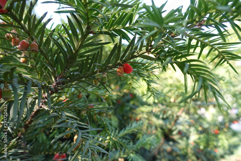 Fototapeta premium Ripe and unripe berries on branches of yew in autumn