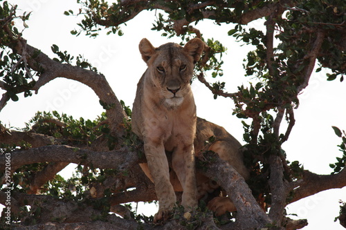 africa safari