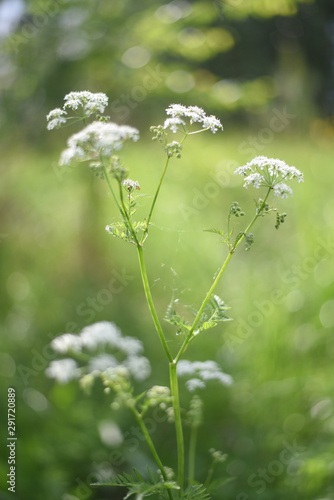 White wildflowers on a green background