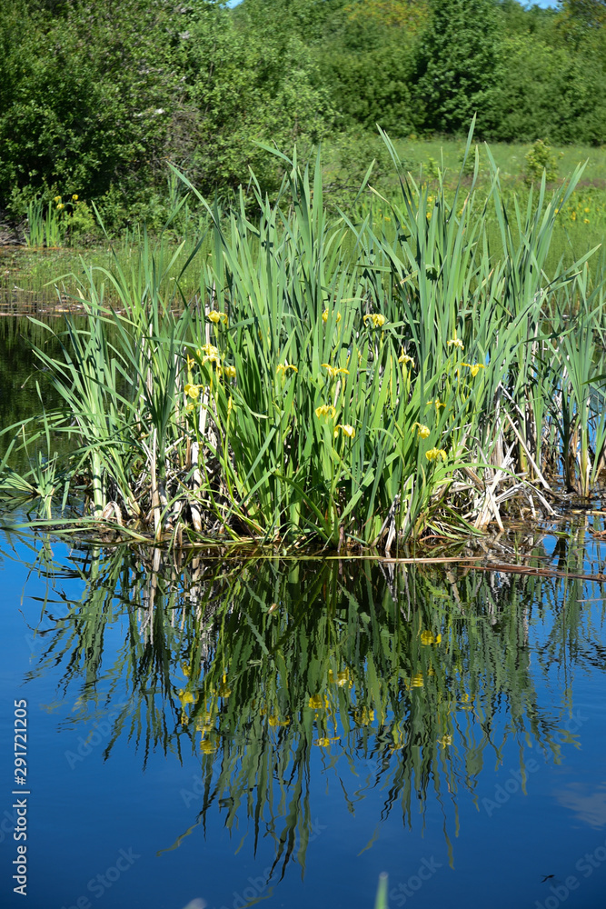Yellow marsh flowers in the water Yellow marsh flowers in the water