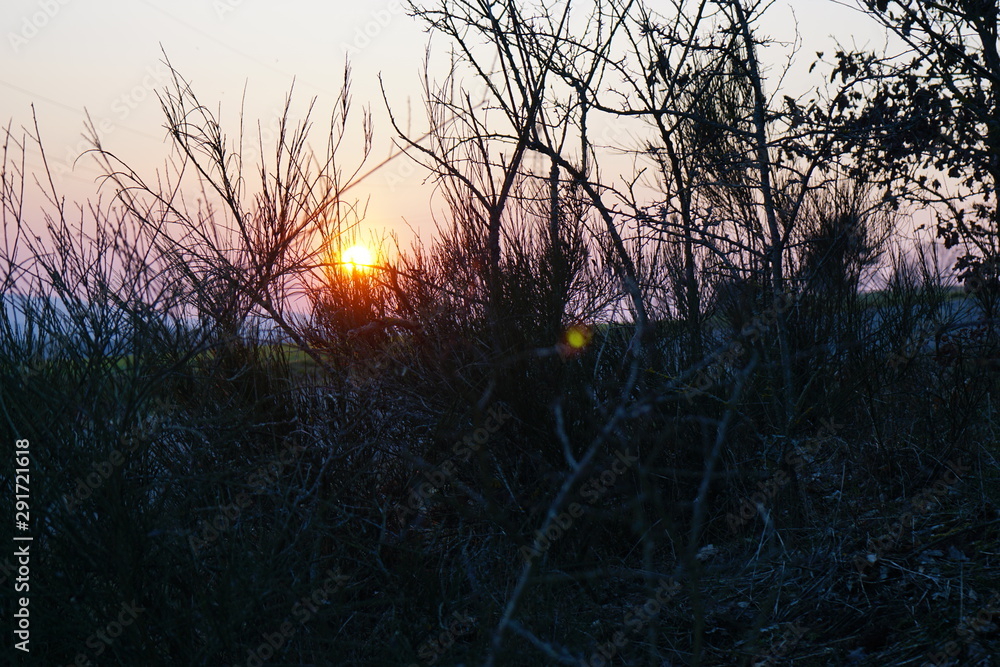 Obraz premium Sonnenuntergang durch Busch ohne Blätter