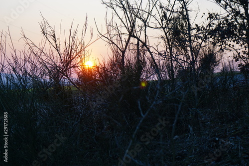 Sonnenuntergang durch Busch ohne Blätter
