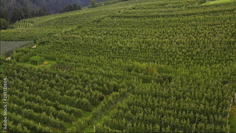 aerial shot made with a drone flying over a vast area of land planted with apples in the Italian region of Trentino aerial shot made with a drone flying over a vast area of land planted with apples in the Italian region of Trentino
