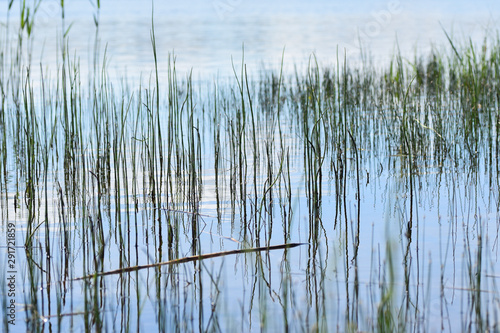 Grass on the lake  summer