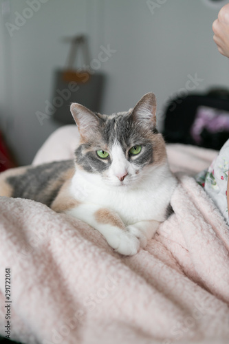 Cute calico cat crossing paws and sitting on pink fuzzy blanket, green eyes, close up