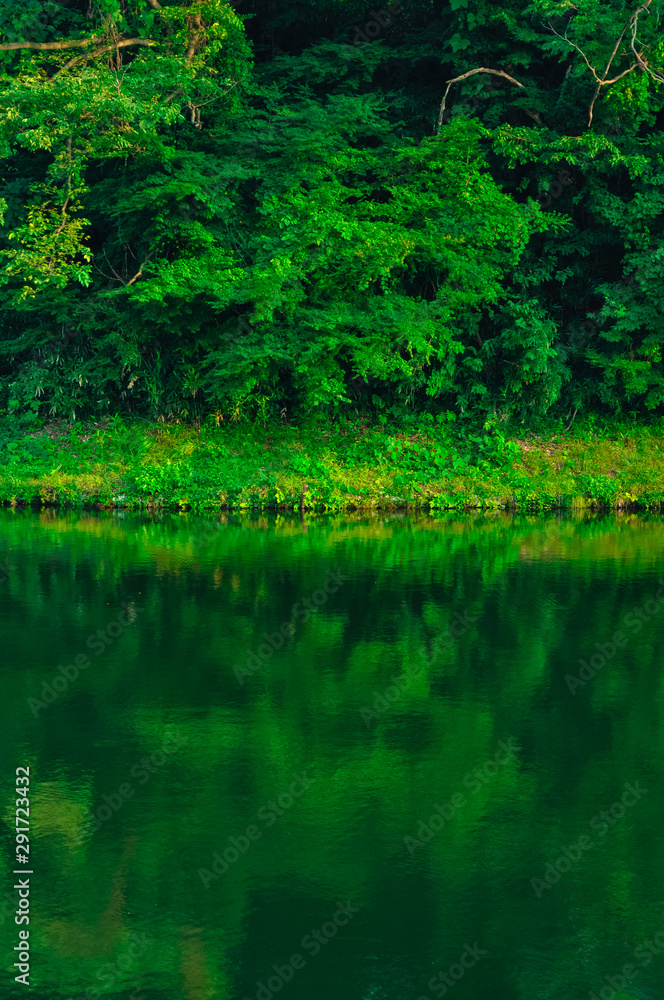 Green forest with reflection on lake