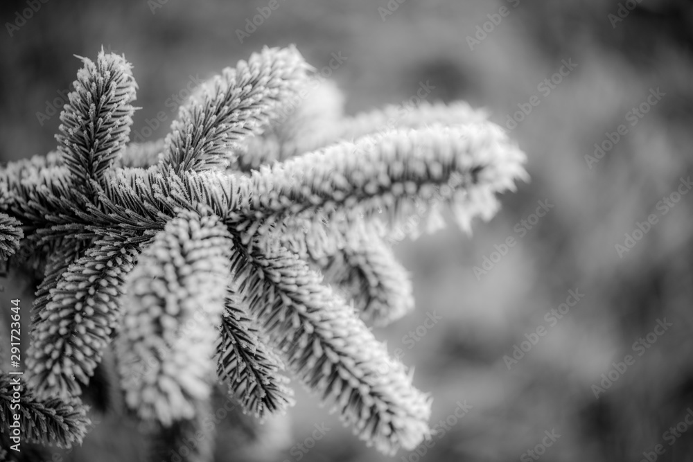 Winter fog on wild plants, black and white monochrome features