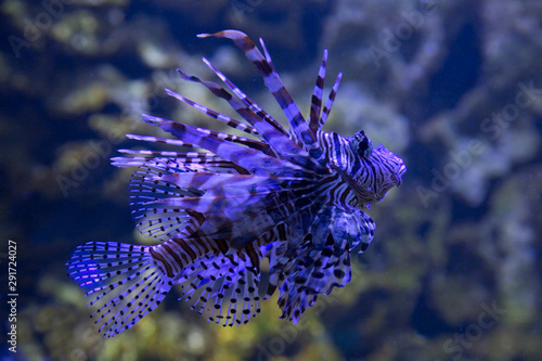 Common lionfish, devil firefish (Pterois miles).
