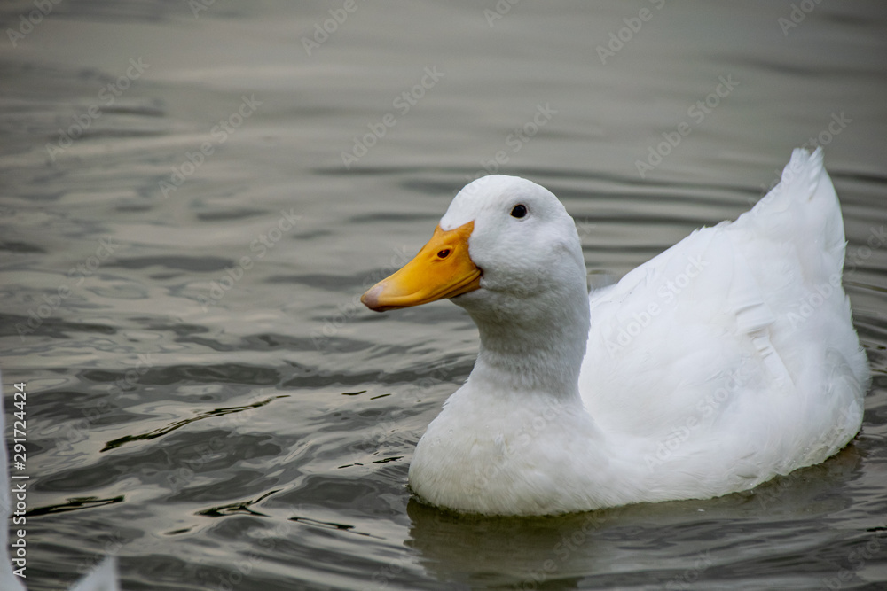 White pekin duck also known as Long Island or Aylesbury Duck