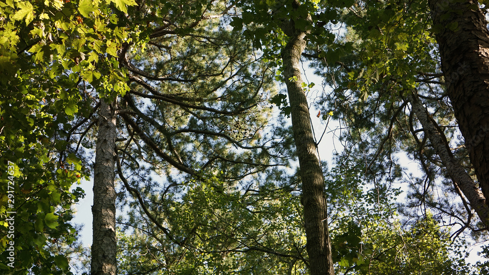 A view of a forest canopy in North Carolina A view of a forest canopy in North Carolina