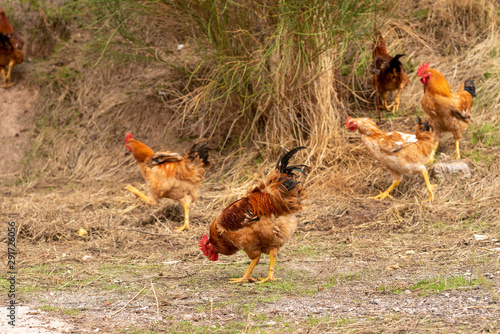 Pollos comiendo © David