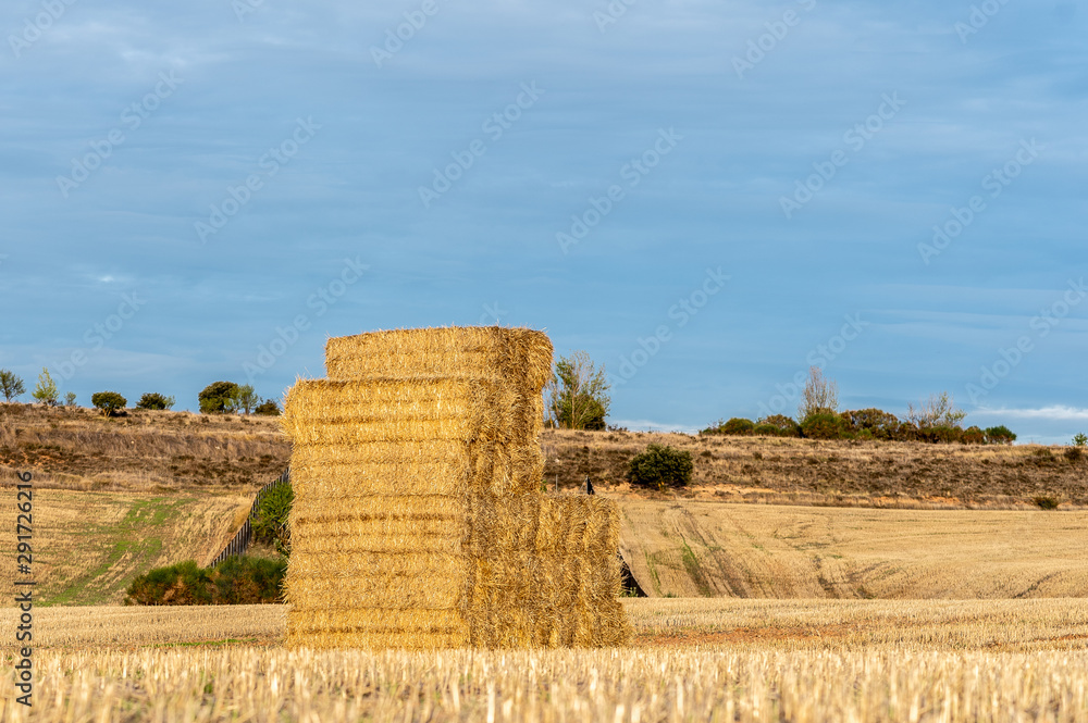 Campo de trigo recolectado