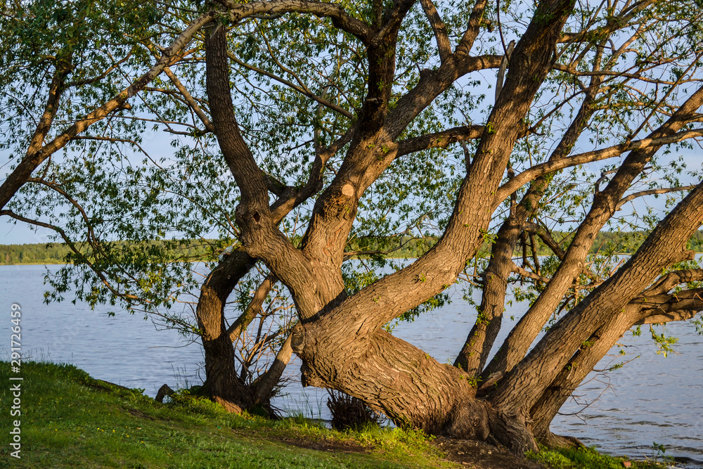 Old crooked tree by the lake. Bright yellow sunset by the water in summer Old crooked tree by the lake. Bright yellow sunset by the water in summer