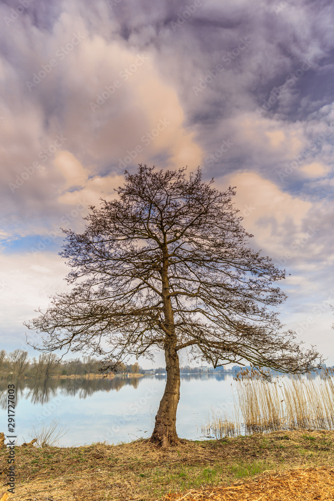A bank on a lake with Black Alder trees with bare branches against warm orange colors of Sunrise with veil cloud cover and reflection in the water A bank on a lake with Black Alder trees with bare branches against warm orange colors of Sunrise with veil cloud cover and reflection in the water