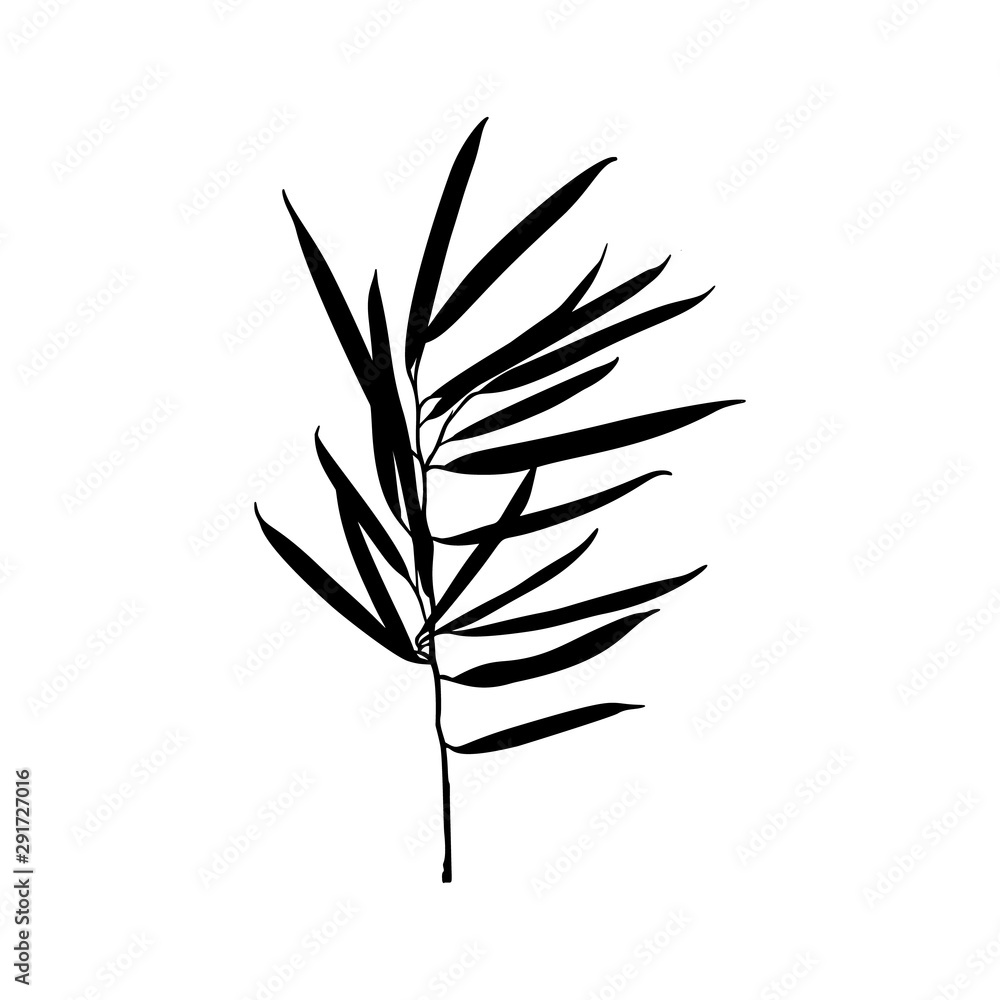 Black Ficus plant Silhouette isolated on white background. Vector Illustration Black Ficus plant Silhouette isolated on white background. Vector Illustration