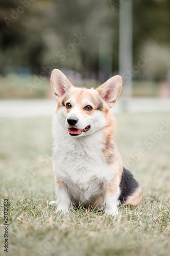 Welsh Corgi dog outdoor