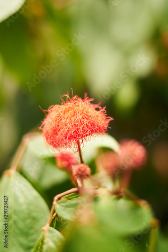 Fotografia macro de una flor roja