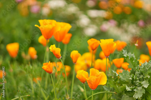 campo de flores naranjas con amarillo