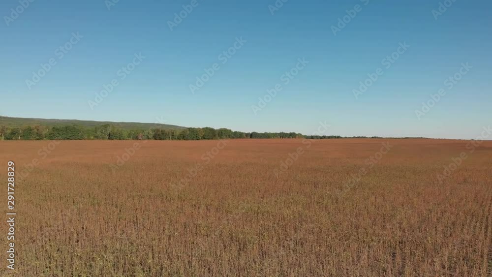 Drone flight over a large farm field that has recently been cut for harvest. There is a clear beautiful blue sky above the brown field. Drone flight over a large farm field that has recently been cut for harvest. There is a clear beautiful blue sky above the brown field.
