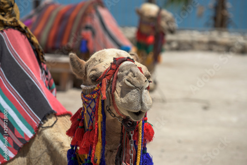 camels in Israel I