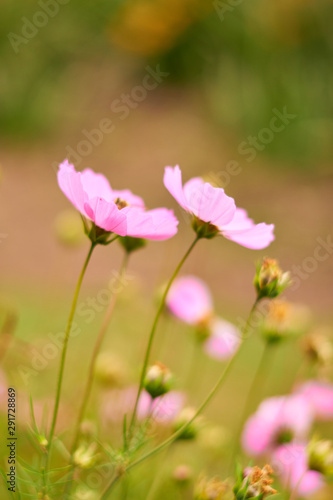 Puesta de campo de flores rosadas