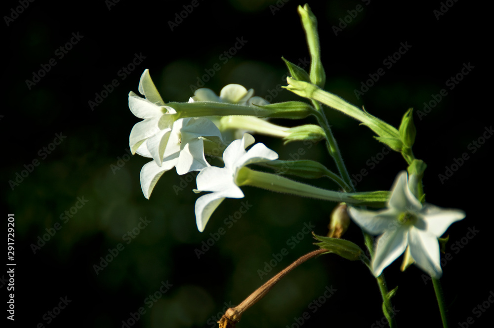 Beautiful artistic close up of white and yellow trumpet like flowers, of the night blooming jasmine tobacco plant, nicotiana alata, in bloom, also known as aztec, Persian and sweet tobacco in morning Beautiful artistic close up of white and yellow trumpet like flowers, of the night blooming jasmine tobacco plant, nicotiana alata, in bloom, also known as aztec, Persian and sweet tobacco in morning