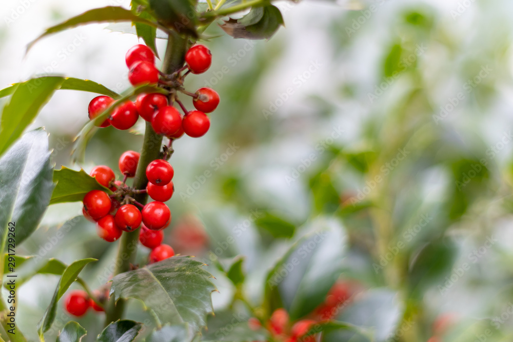 red berries on a green branch