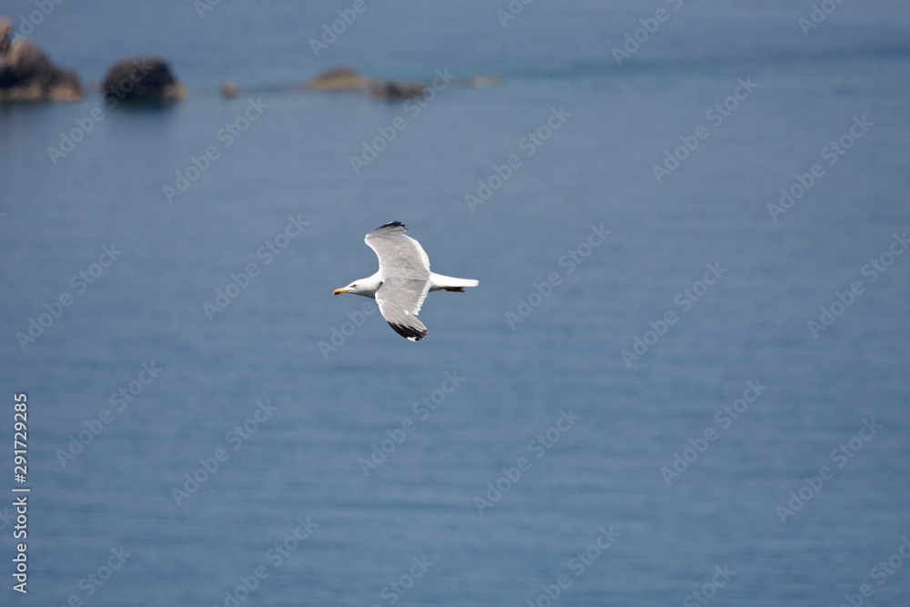 Seagull flying over the water