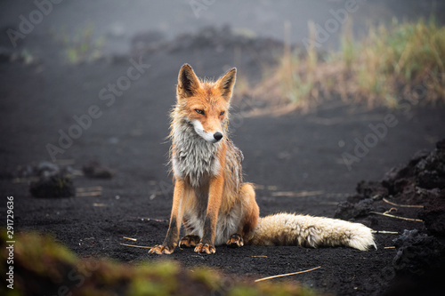 Fox in the wild close up. Red fox on the Kamchatka Peninsula, Russia
