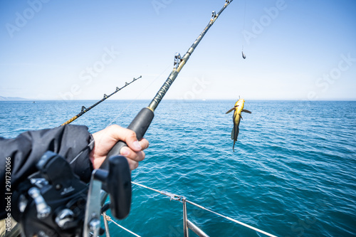 Fish in the hand of an angler photo