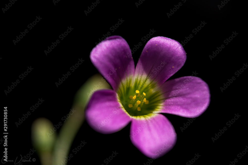 purple flower isolated on black background purple flower isolated on black background