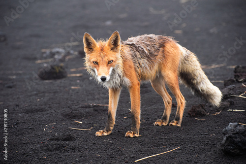 Wild Red Fox (Vulpes vulpes beringiana) standing on black sand. Kamchatka Peninsula, Russia
