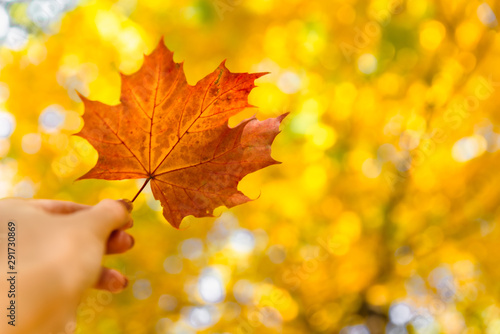 yellow maple leaf in hand