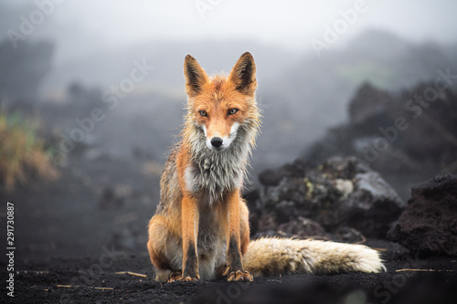 Fototapeta Naklejka Na Ścianę i Meble -  Wild Red Fox (Vulpes vulpes beringiana) standing on black sand. Kamchatka Peninsula, Russia