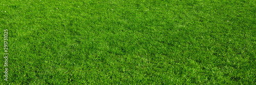 background of green grass field