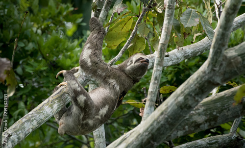 Brown-throated sloth (Bradypus variegatus) © prasitphoto