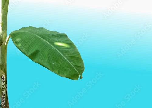 Banana LEAVES texture design for home wall and clothes