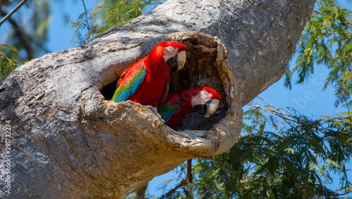 Scarlet Macaw 